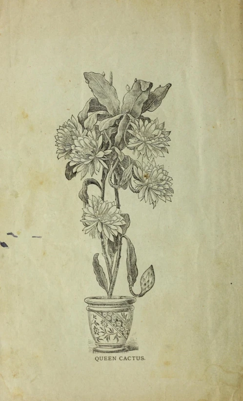 a drawing of a bouquet of flowers on top of a paper