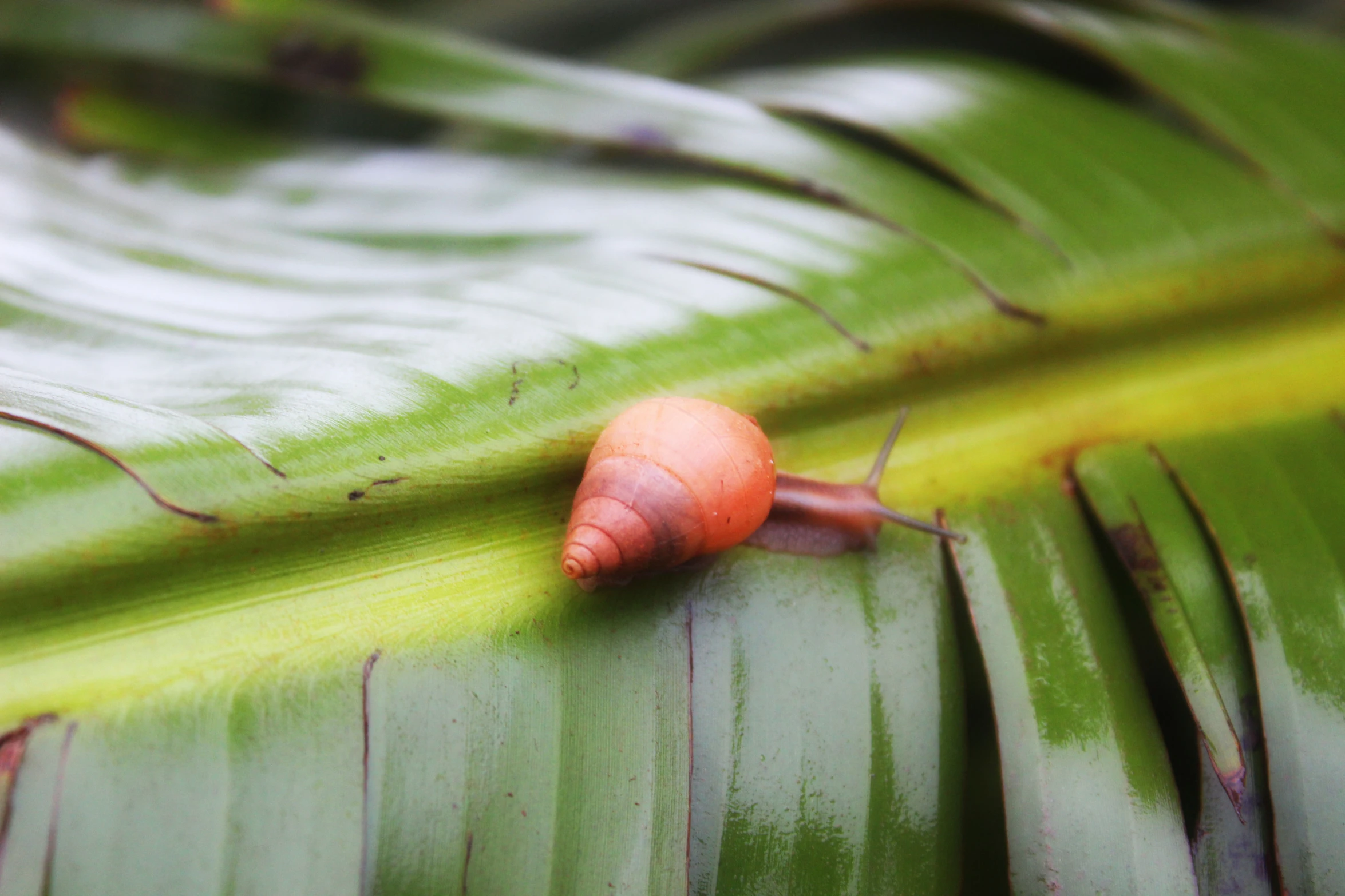 a small orange shell on the side of a green plant