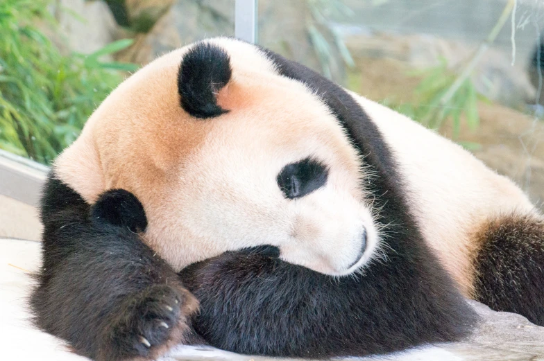 a panda bear resting its head on another panda