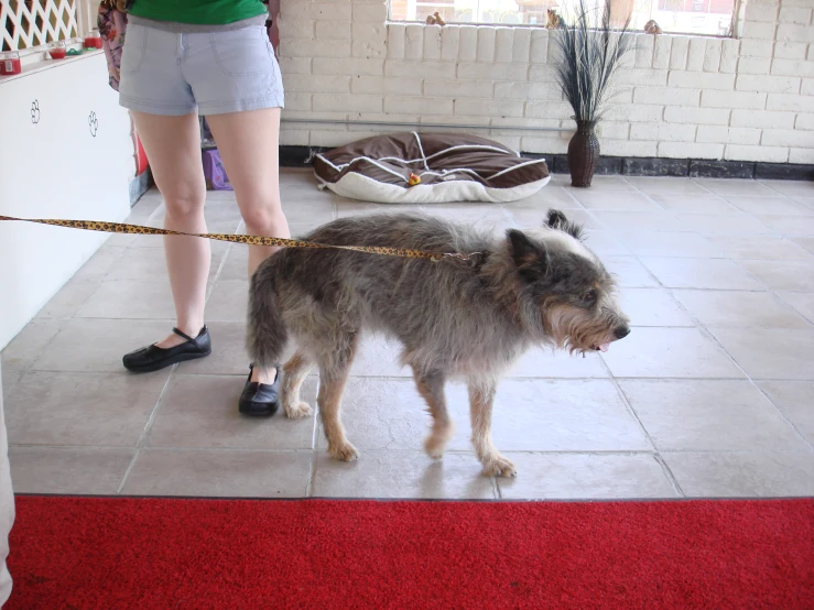 a dog tied to a leash standing on top of a cement floor