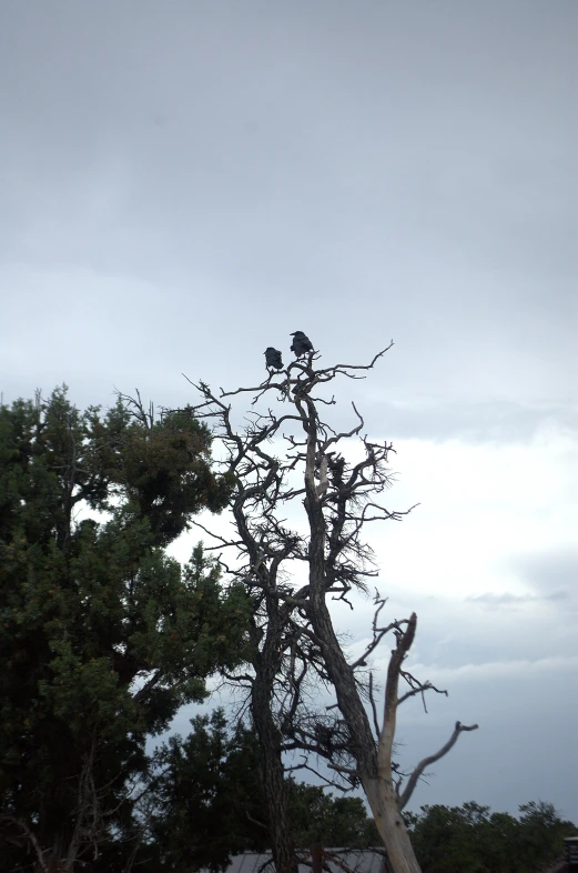 two birds perched in a very tall tree