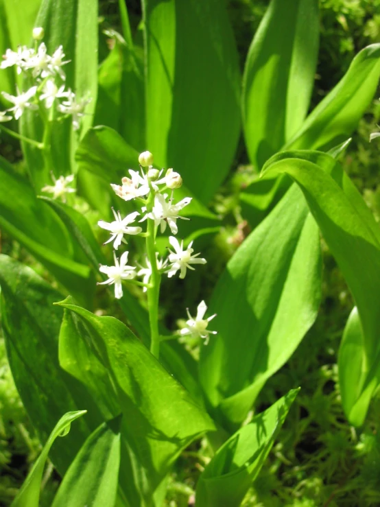 white flowers with green stems in a green forest