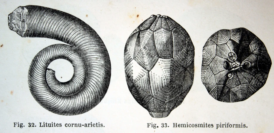 an old book with a drawing of animals in different positions