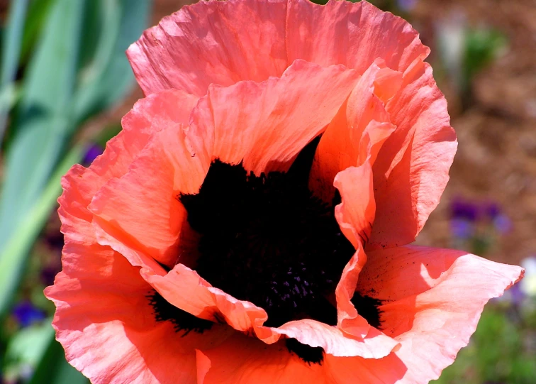 a close up of a large flower in the dirt