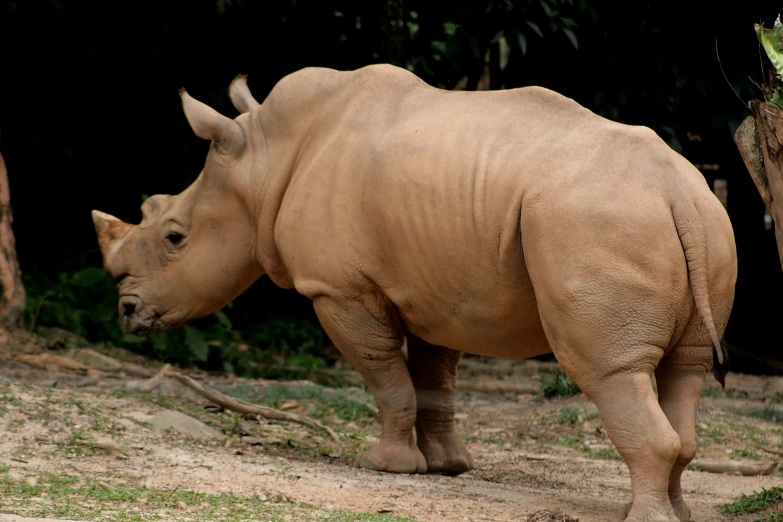 a rhino that is walking on some dirt