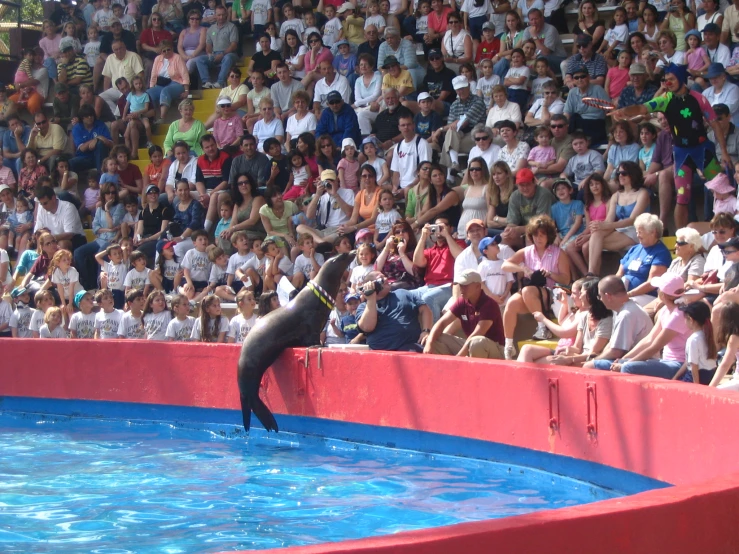 the crowd looks on as a seal sits in its enclosure