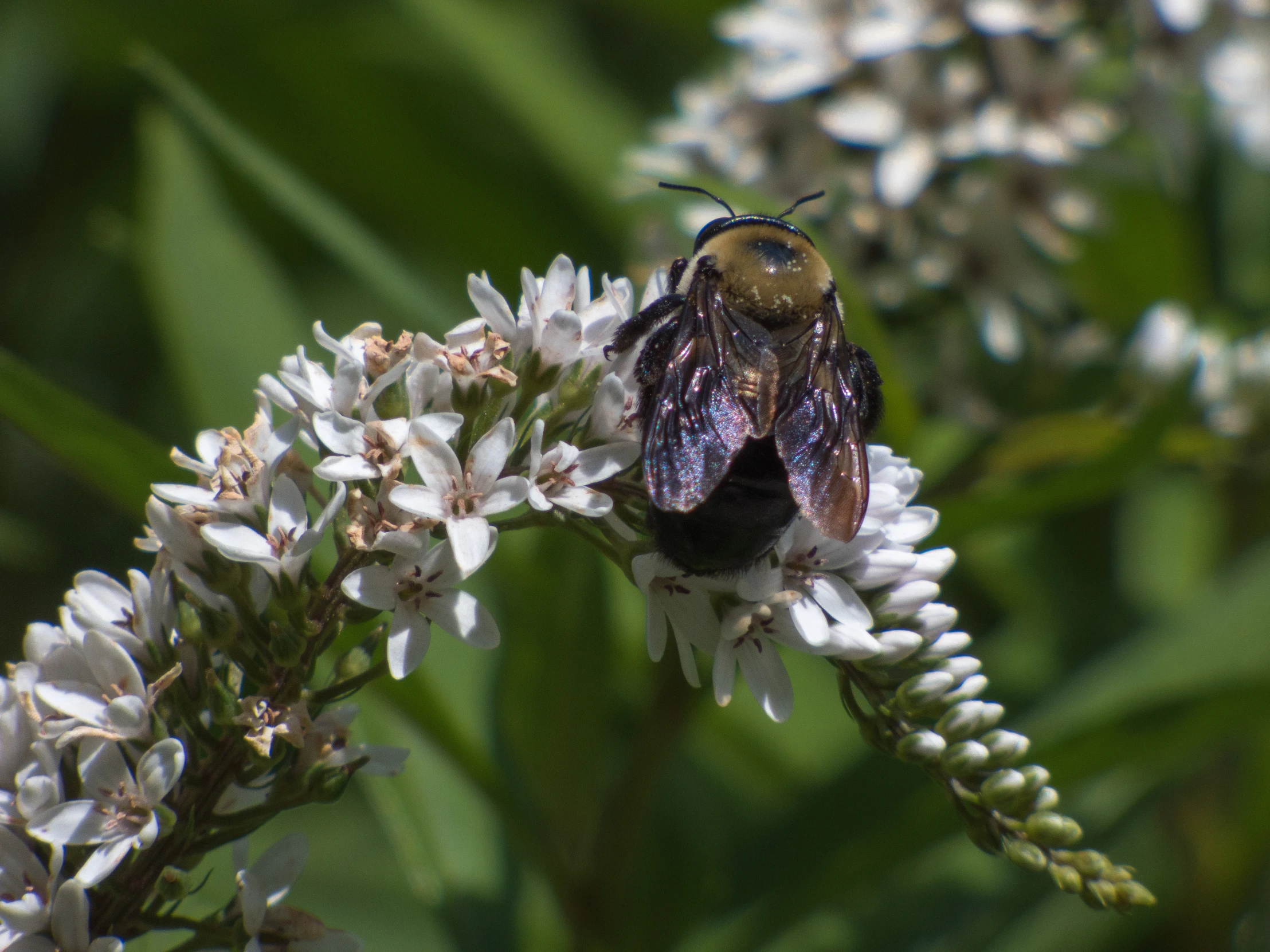 a bee sitting on a flower with a blurred background