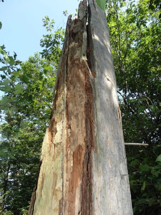 an old tree is being displayed in the woods