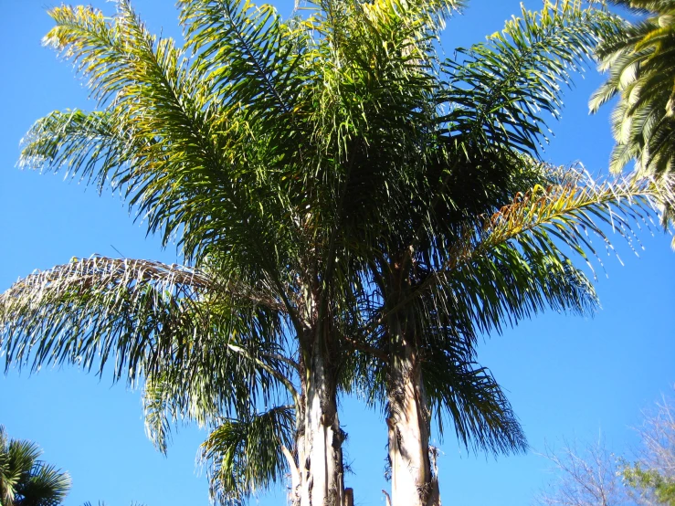 some very tall palm trees on a sunny day