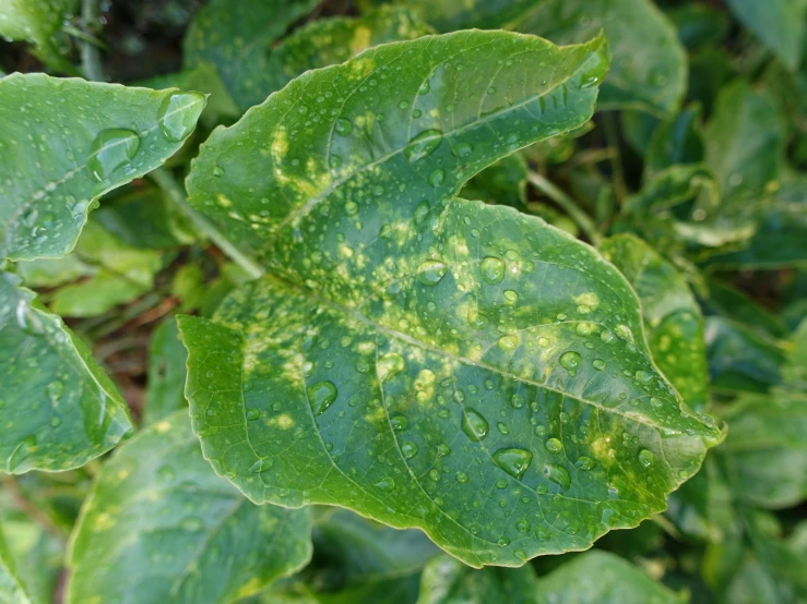 green leaves with yellow and green spots with water droplets
