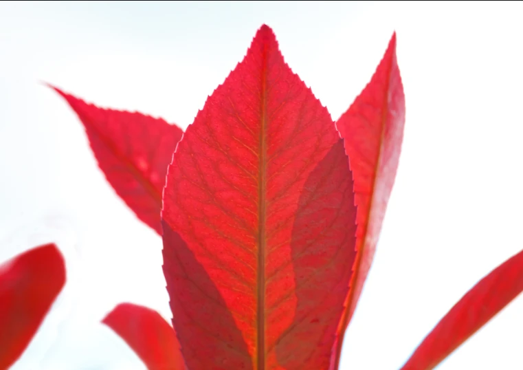 the top part of a large red leaf