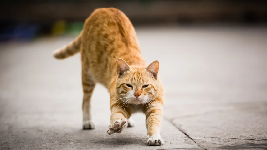a cat walking on the street and looking like he is about to jump