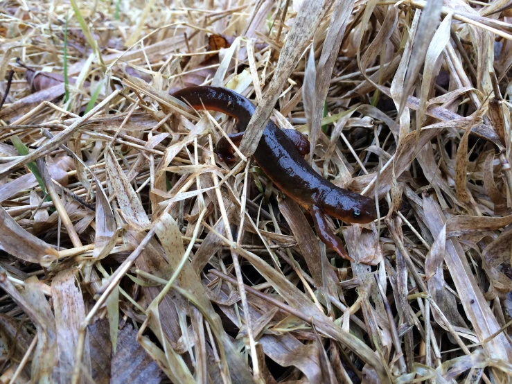 a black worms crawling in a pile of dead grass