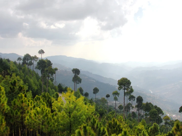 many pine trees on the side of a mountain