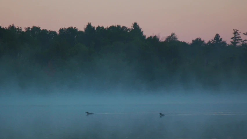 a large body of water surrounded by trees