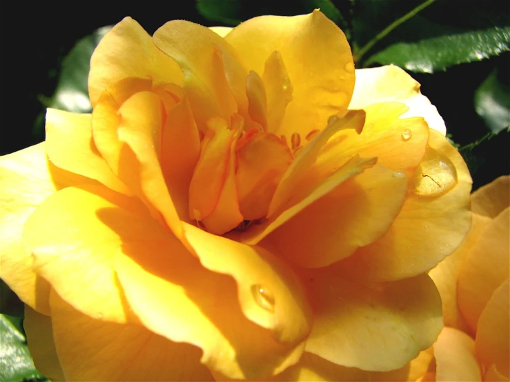 a yellow rose that is growing in some bushes