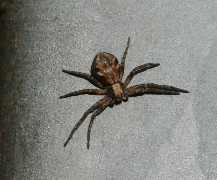 a spider is shown sitting on the ground
