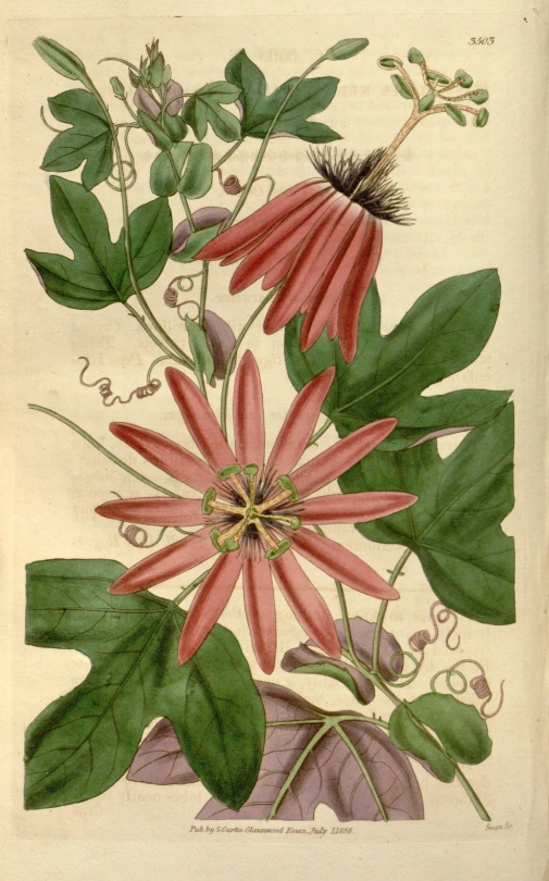 an illustration of various leaves and flowers in a vase