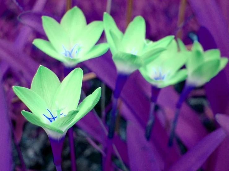 some green and purple flower are on a bush