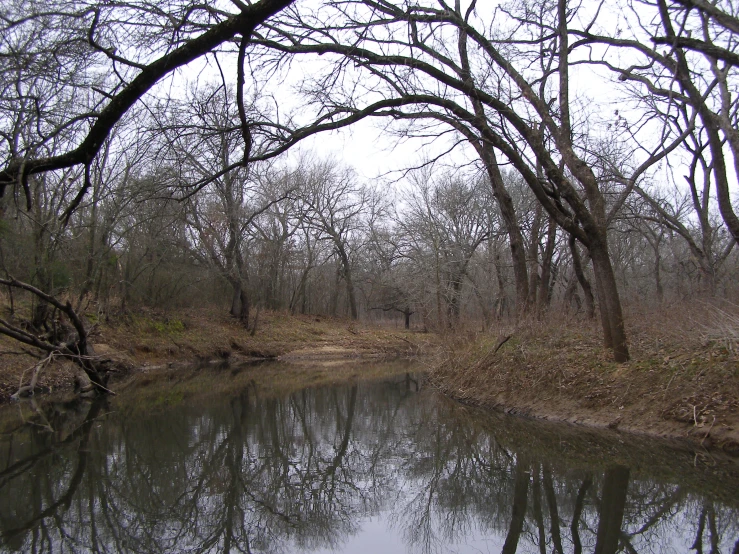 a river is surrounded by bare trees, which are still on the ground