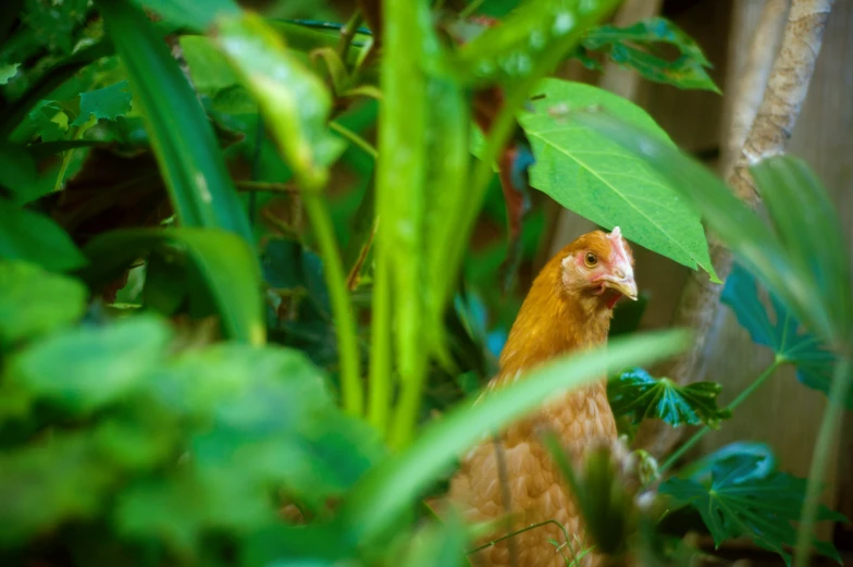 a chicken standing near some plants and trees