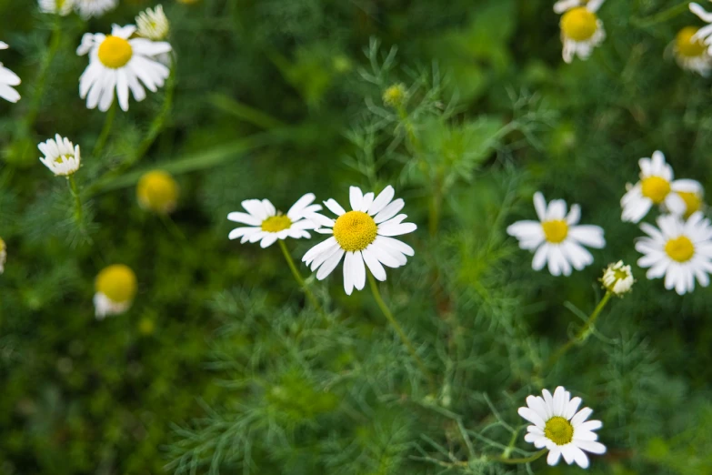 flowers blooming in the green and yellow field