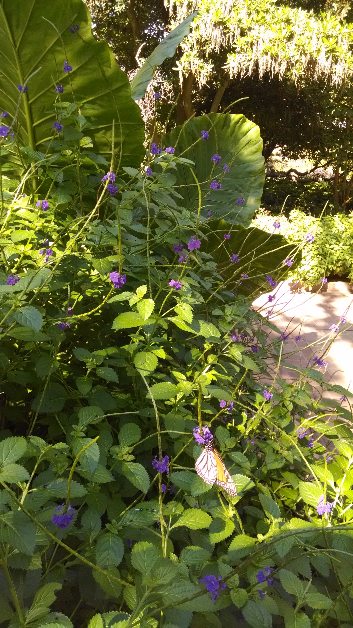 purple flowers and leaves in a garden area