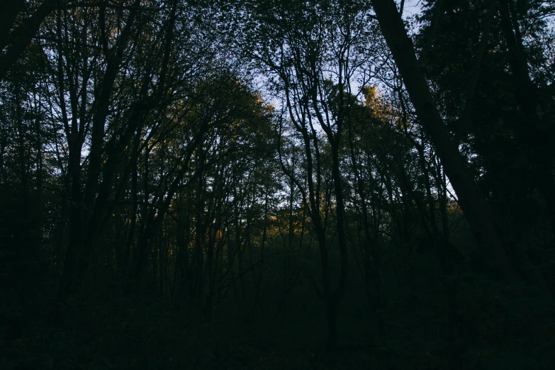 trees in a forest with a few leaves on the ground