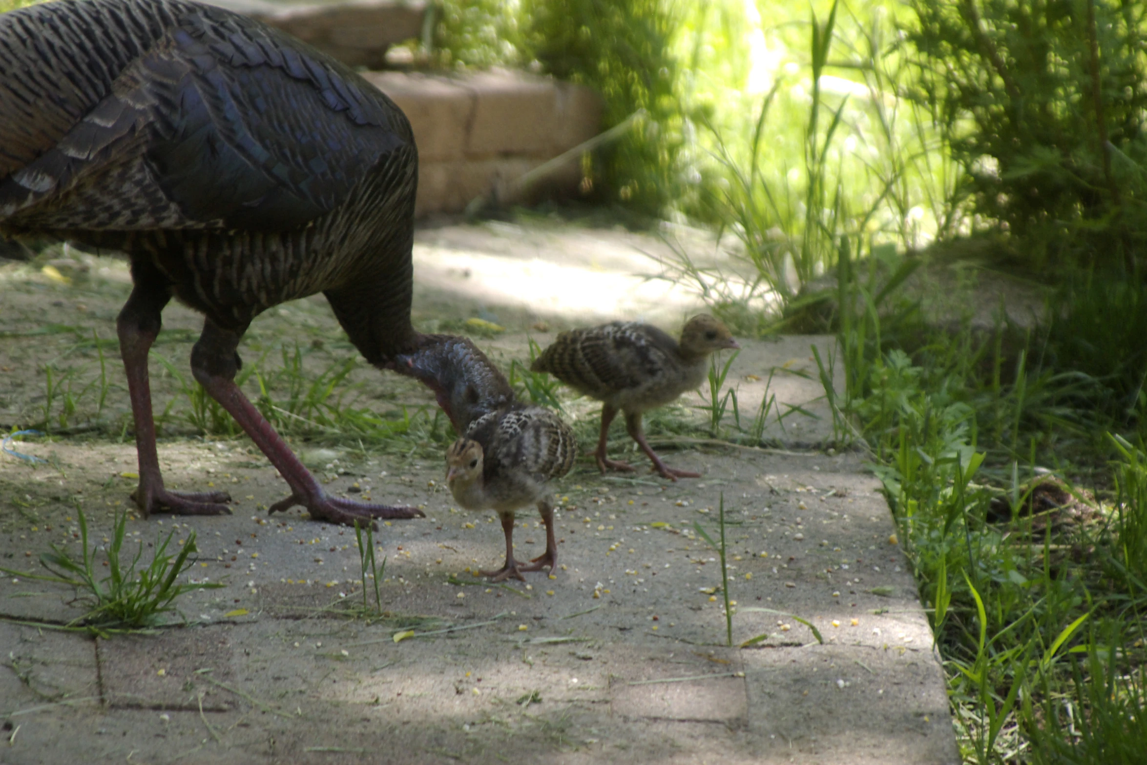 two birds walking on the ground next to each other