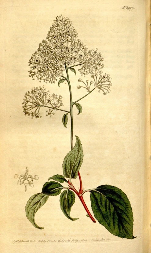 a print with leaves and a seed in it