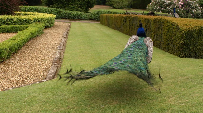 the peacock is outside kicking up the grass