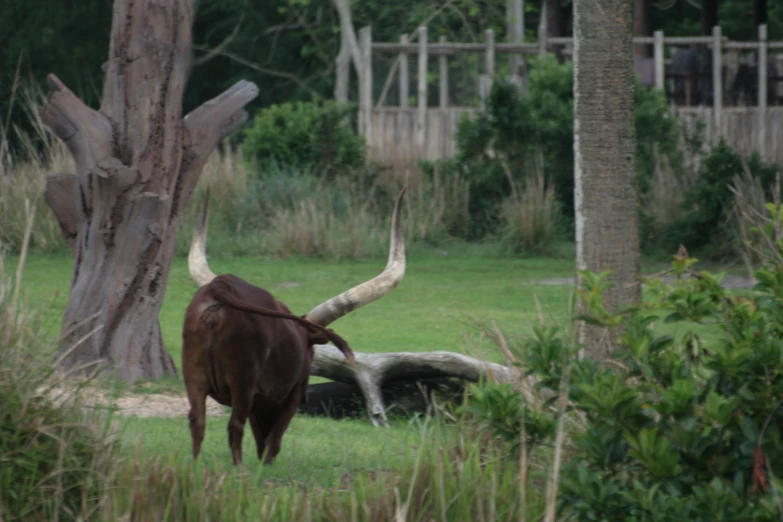 an animal with horns standing on a grass field