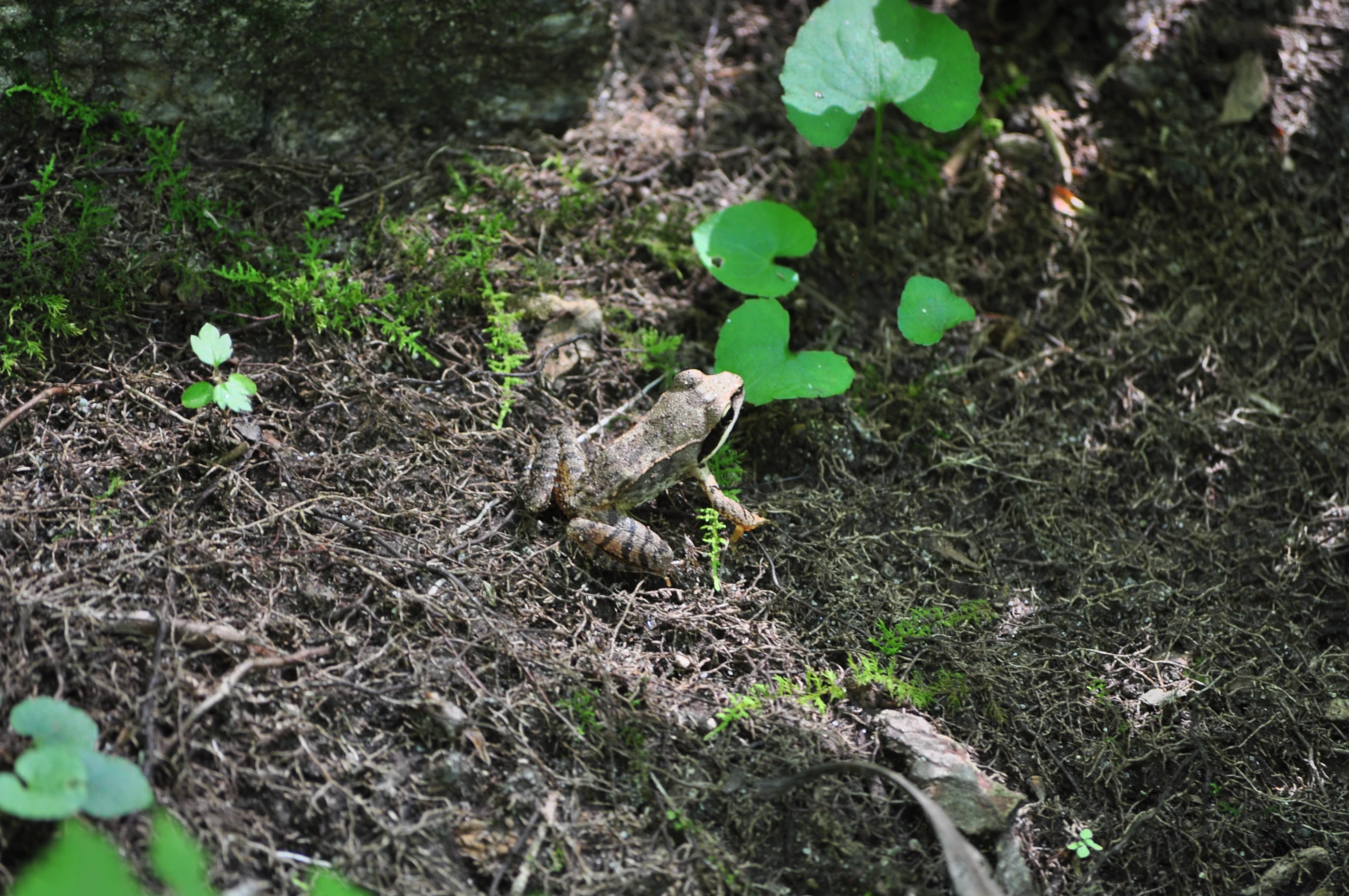 a little frog sits on the ground among green leaves