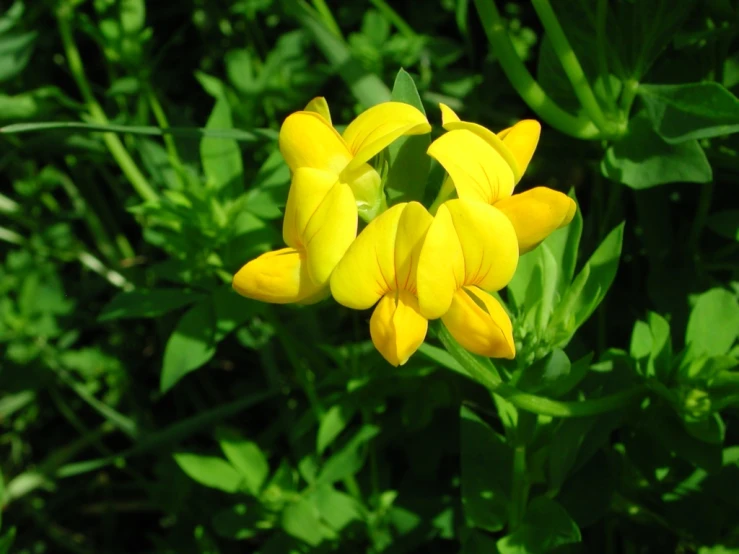 a group of flowers growing on a green stalk