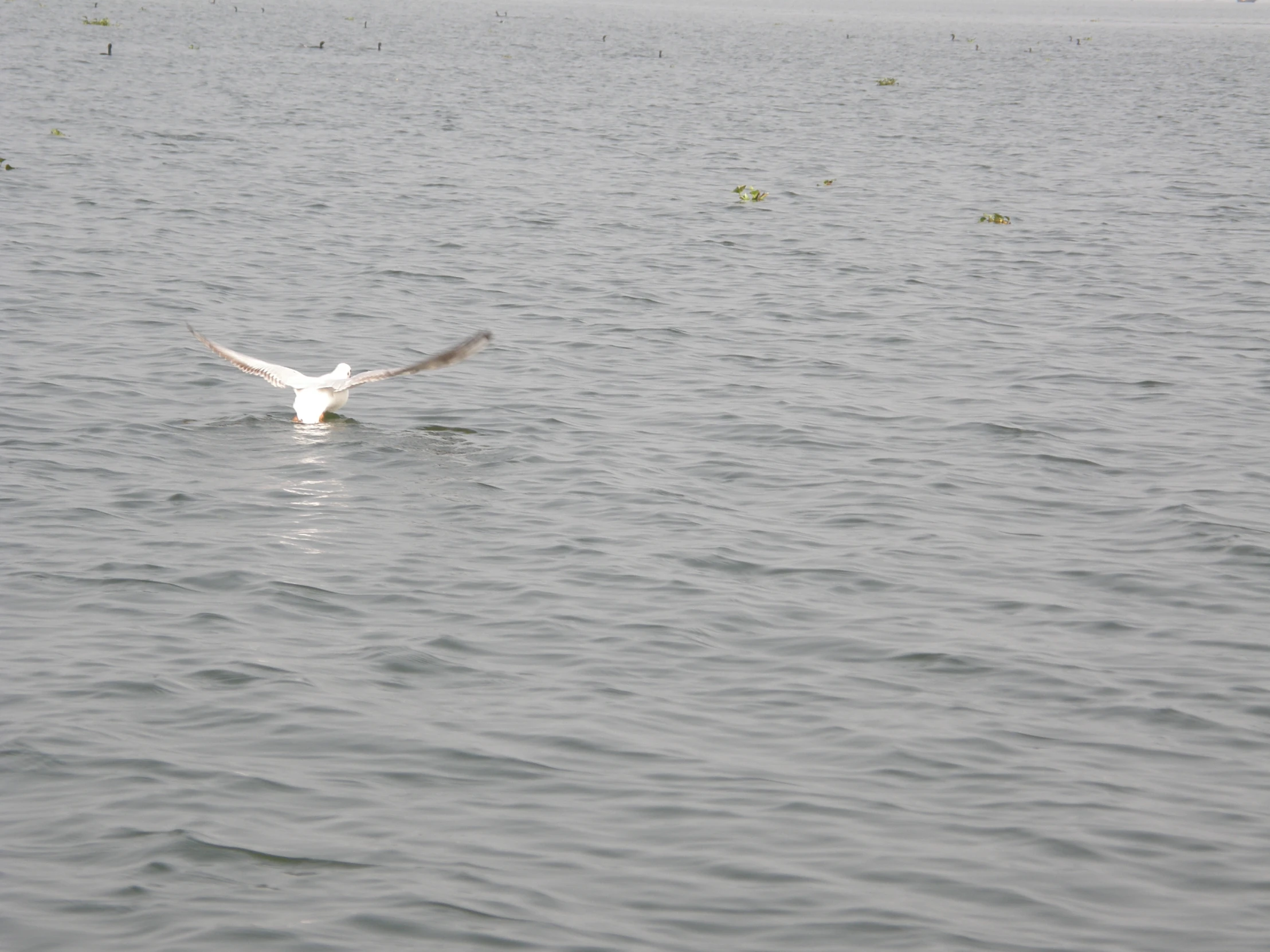 a white bird flying over water in the ocean