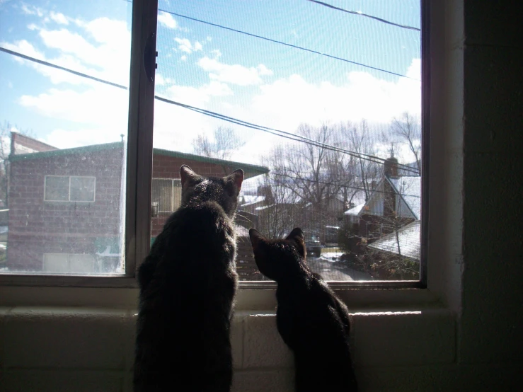 two cats stand in front of the window as they are looking outside