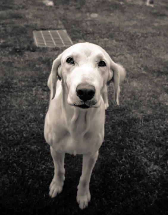 a white dog is in black and white looking at the camera