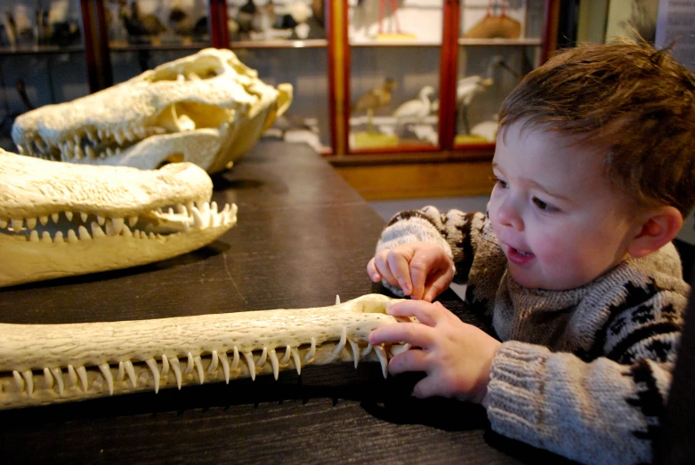 a  holds a small dinosaur fossil