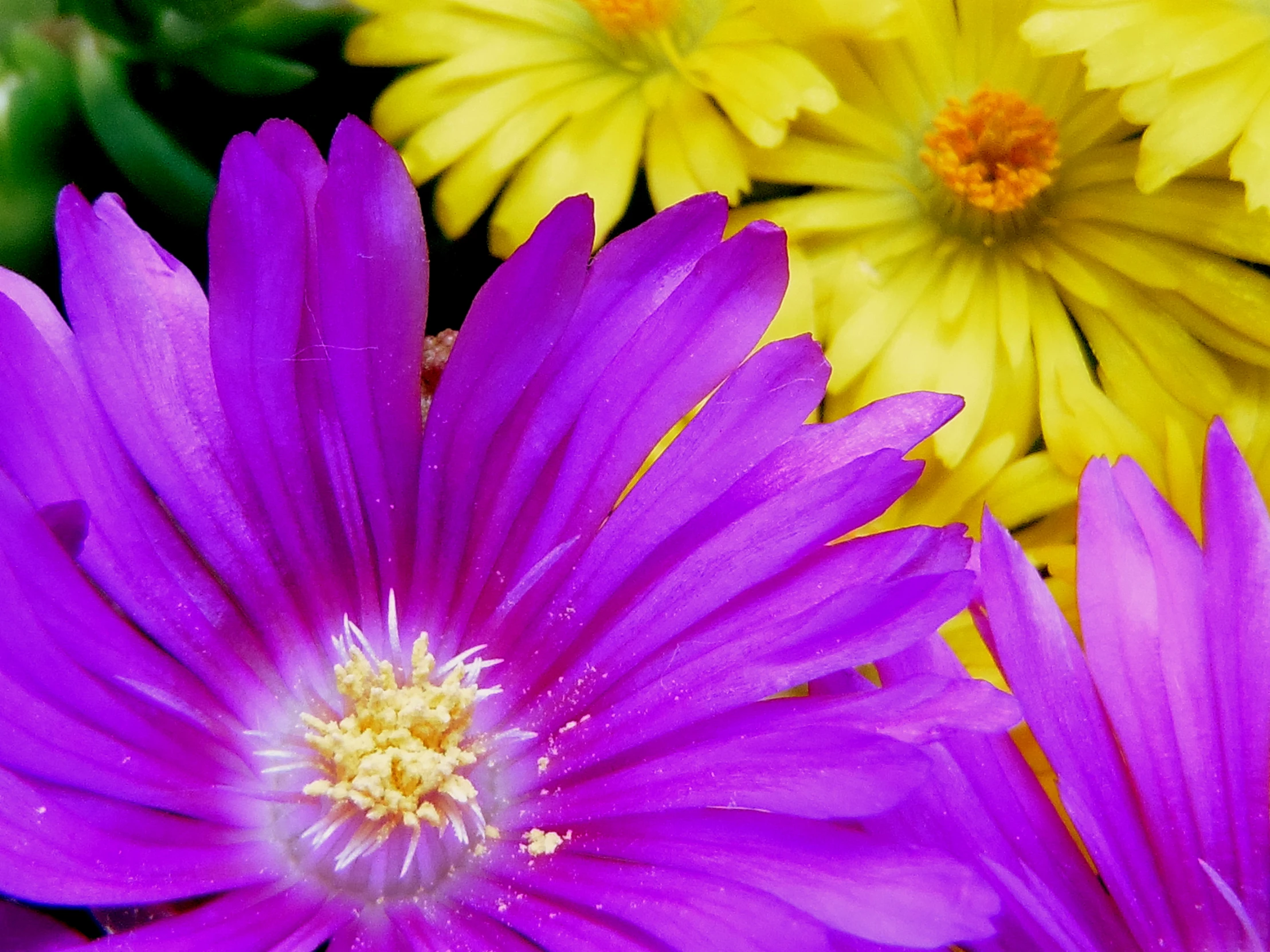 closeup of pink flowers sitting on top of a green plant