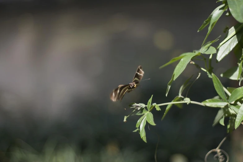 a erfly resting on a leaf in a plant