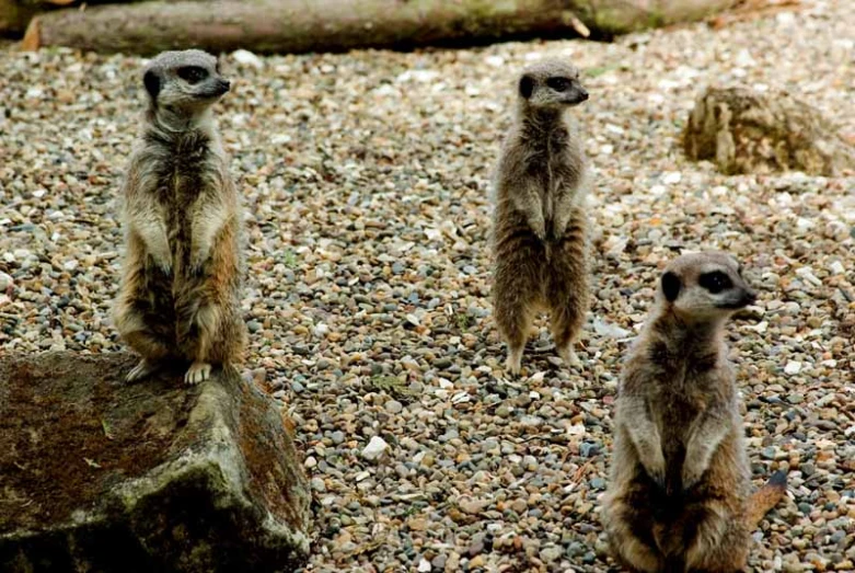 three small meerkats sitting on top of gravel