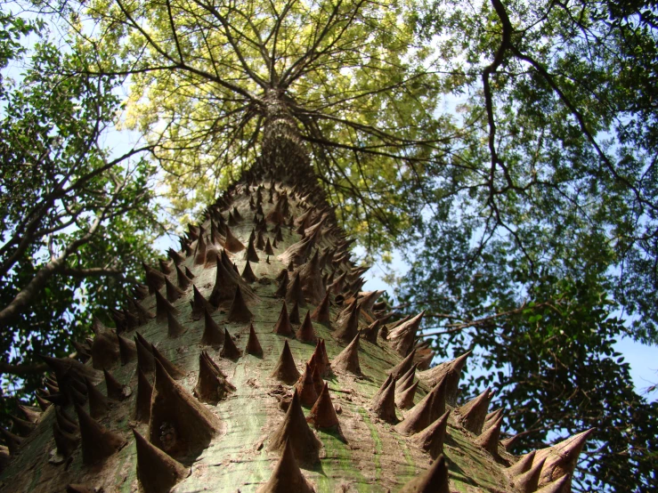 a large tree is shown from the bottom up