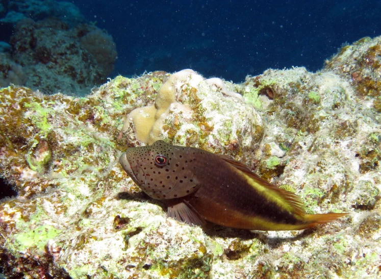 a little fish is standing on the rocks