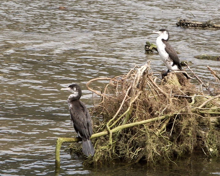 two birds perched on top of a nest in the water