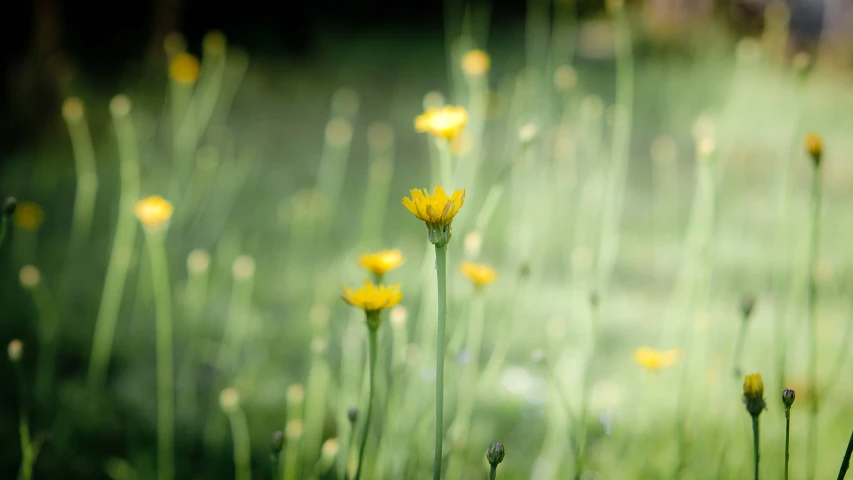 yellow flowers with some long stems in the grass