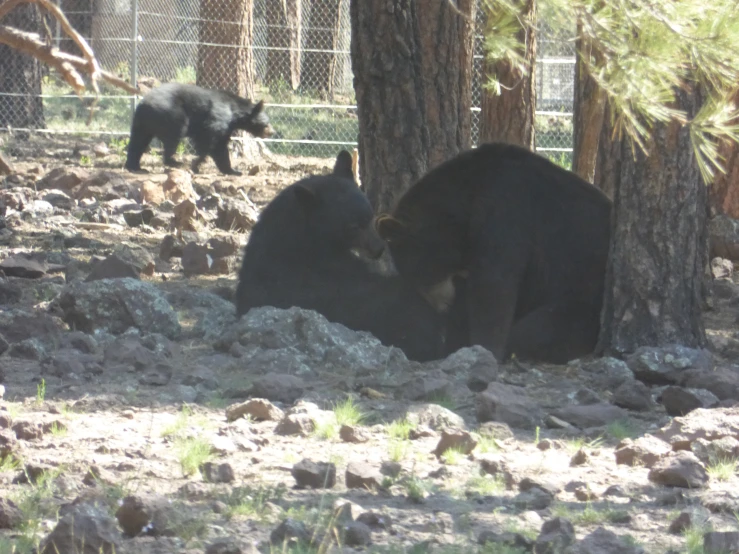 two brown bears play in the shade by a fence