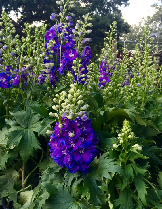 some purple flowers are growing near other blue and white flowers