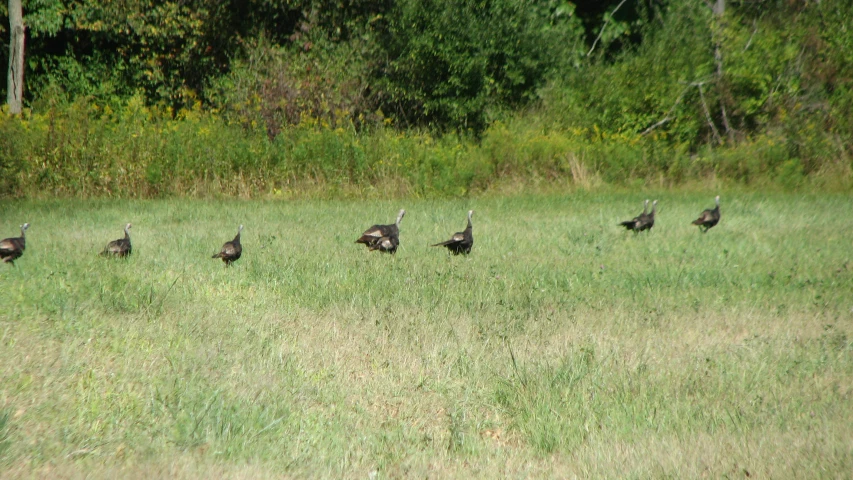 a number of wild geese standing in tall grass