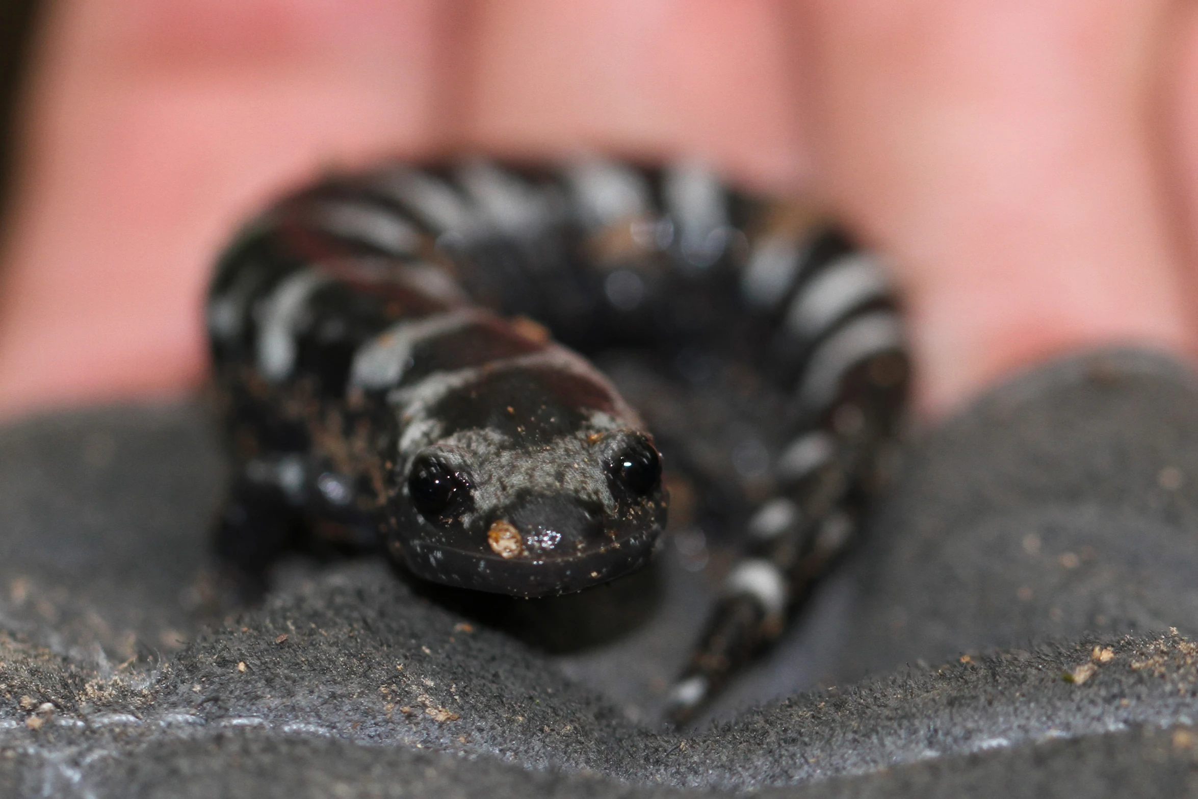 a black and white snake laying on a surface