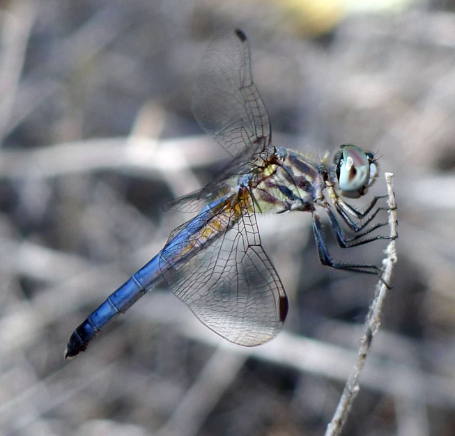 a blue and white dragonfly resting on a twig
